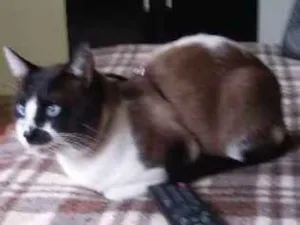 Gato raça Vira lata idade 2 anos nome Nick