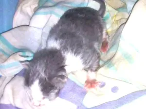 Gato raça Mestiço idade Abaixo de 2 meses nome Recém nascido