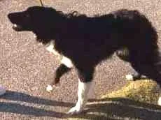 Cachorro raça border collie idade 7 a 11 meses nome lord