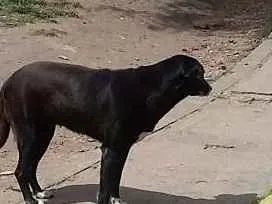 Cachorro raça S. R. D idade 2 anos nome Luna