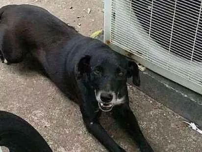 Cachorro raça S. R. D idade 2 anos nome Luna