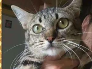 Gato raça S. R. D idade 2 a 6 meses nome Alice