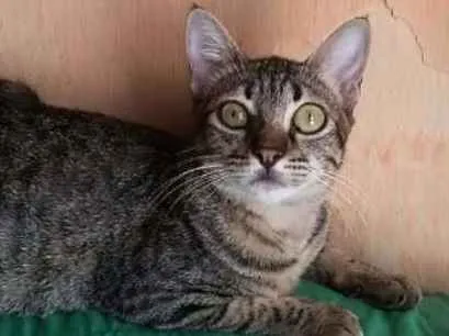 Gato raça S. R. D idade 2 a 6 meses nome Alice