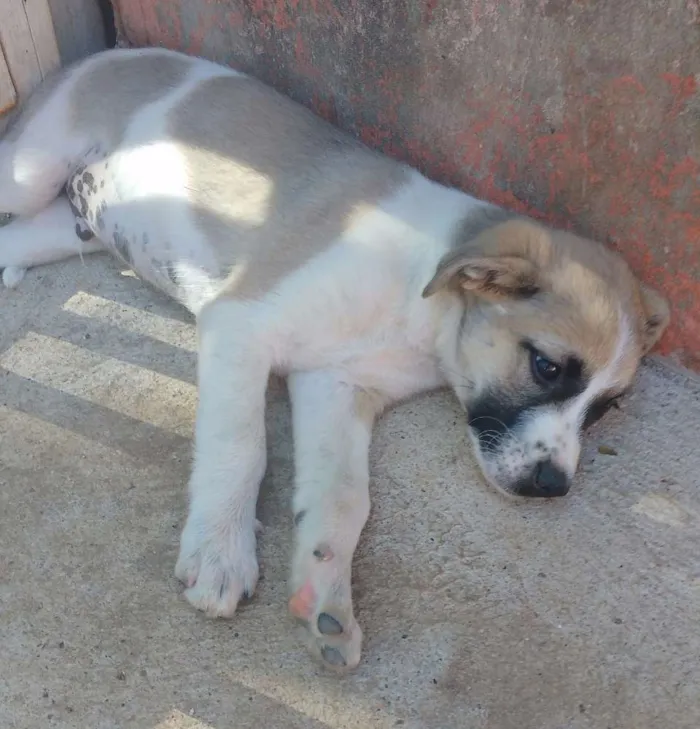 Cachorro ra a SRD idade 2 a 6 meses nome Thor