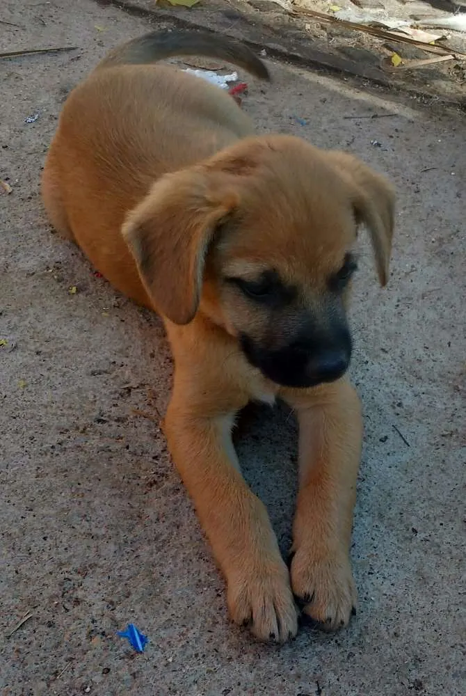 Cachorro ra a Sem raça idade 2 a 6 meses nome Morena