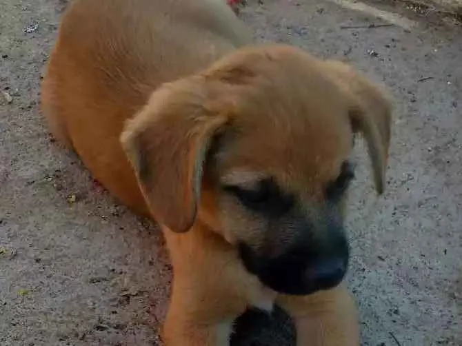 Cachorro ra a Sem raça idade 2 a 6 meses nome Morena