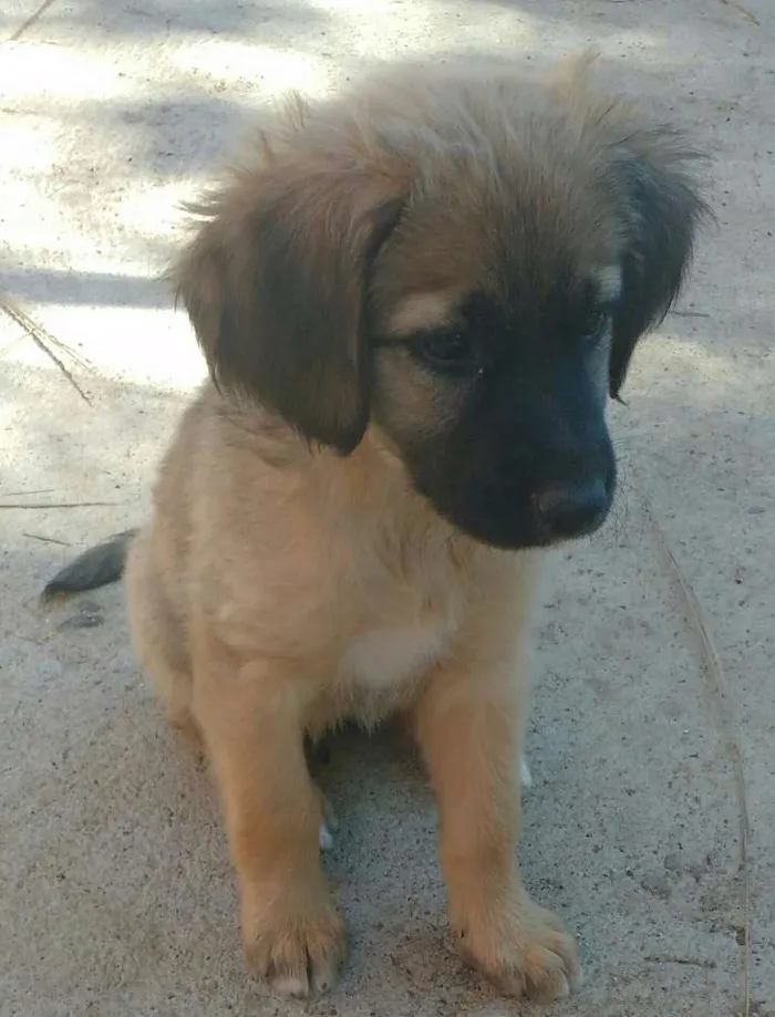 Cachorro ra a SRD idade 2 a 6 meses nome Meg