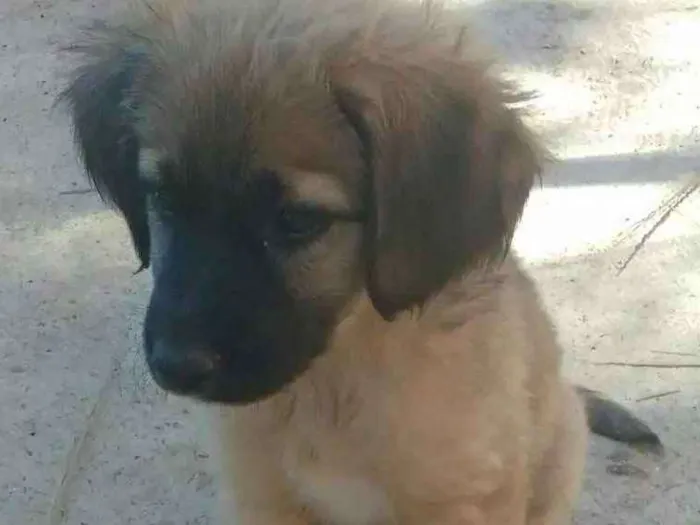 Cachorro ra a SRD idade 2 a 6 meses nome Meg