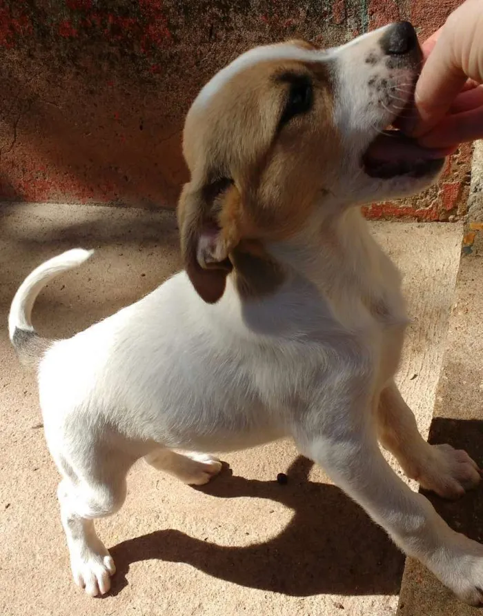 Cachorro ra a SRD idade 2 a 6 meses nome Linda