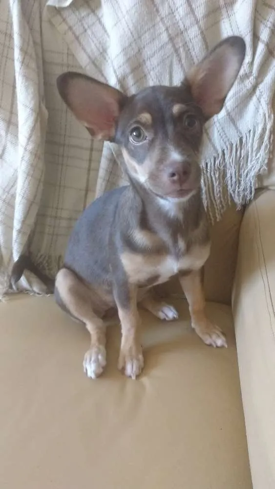 Cachorro ra a srd idade 2 a 6 meses nome Lilica