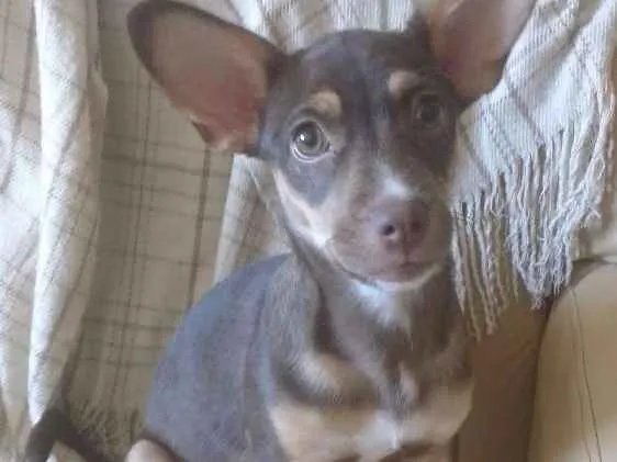 Cachorro ra a srd idade 2 a 6 meses nome Lilica