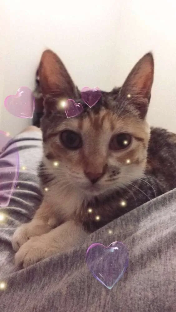 Gato raça  idade 2 a 6 meses nome Coraline