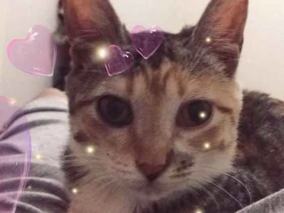 Gato raça  idade 2 a 6 meses nome Coraline