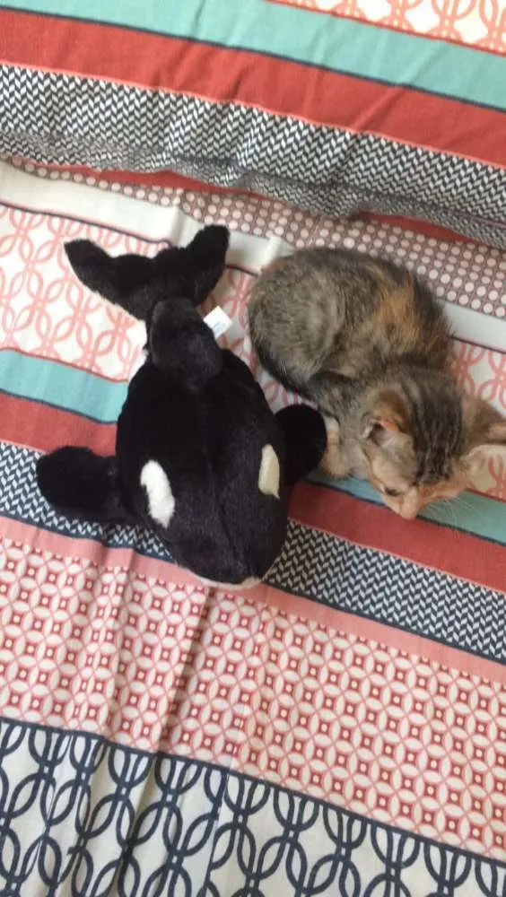 Gato raça  idade 2 a 6 meses nome Coraline