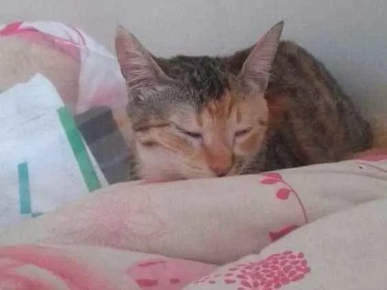 Gato raça  idade 2 a 6 meses nome Coraline