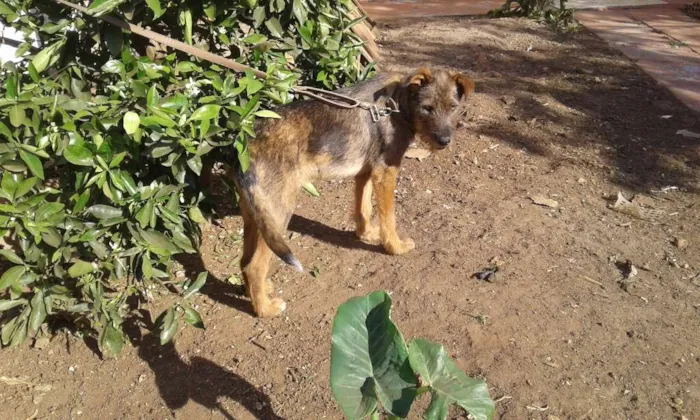 Cachorro ra a SRD idade 1 ano nome Aidam