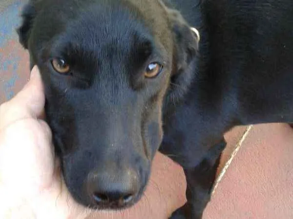 Cachorro ra a srd idade 2 a 6 meses nome Anastácia