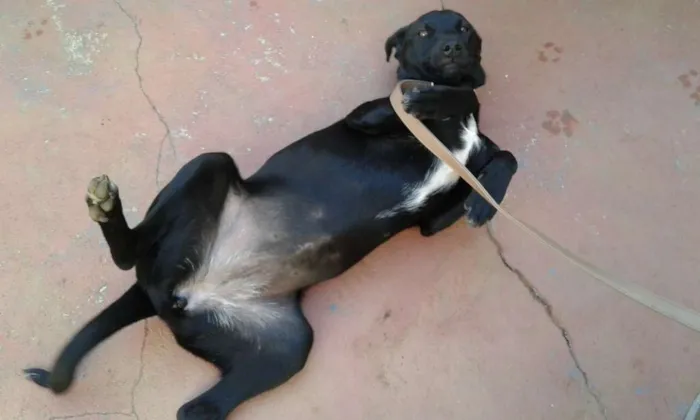 Cachorro ra a srd idade 2 a 6 meses nome Anastácia