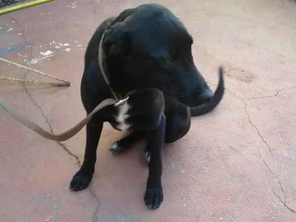 Cachorro ra a srd idade 2 a 6 meses nome Anastácia