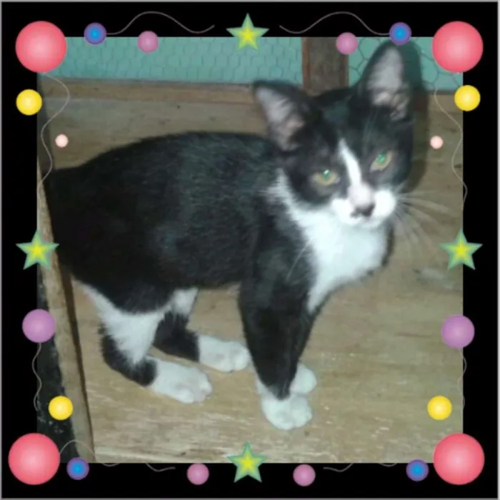 Gato raça S. R. D idade 2 a 6 meses nome Margô! 