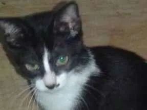 Gato raça S. R. D idade 2 a 6 meses nome Margô! 
