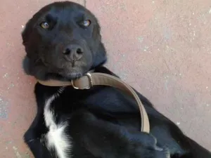 Cachorro raça srd idade 2 a 6 meses nome Anastácia