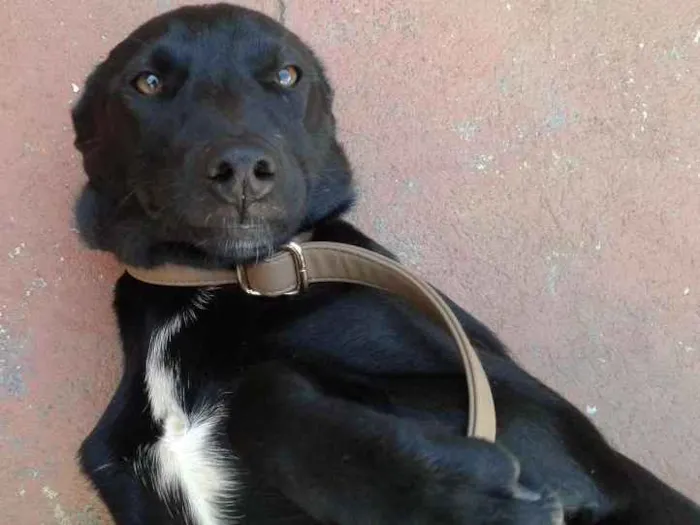 Cachorro ra a srd idade 2 a 6 meses nome Anastácia