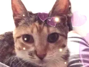 Gato raça  idade 2 a 6 meses nome Coraline