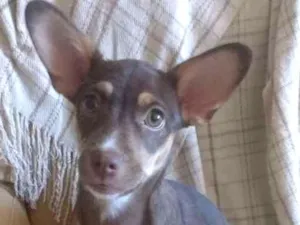 Cachorro raça srd idade 2 a 6 meses nome Lilica