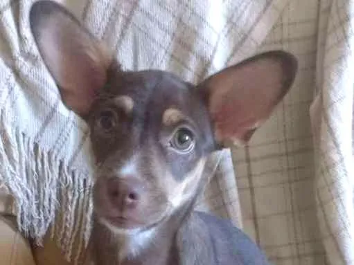 Cachorro ra a srd idade 2 a 6 meses nome Lilica
