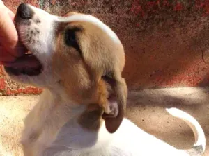 Cachorro raça SRD idade 2 a 6 meses nome Linda