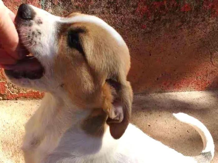 Cachorro ra a SRD idade 2 a 6 meses nome Linda
