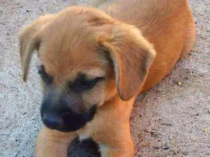 Cachorro raça Sem raça idade 2 a 6 meses nome Morena