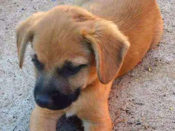 Cachorro ra a Sem raça idade 2 a 6 meses nome Morena