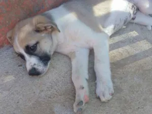Cachorro raça SRD idade 2 a 6 meses nome Thor