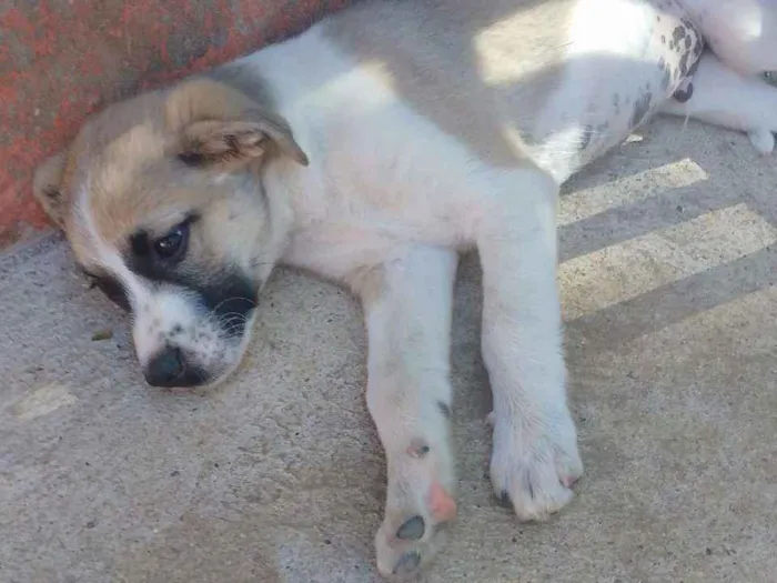 Cachorro ra a SRD idade 2 a 6 meses nome Thor