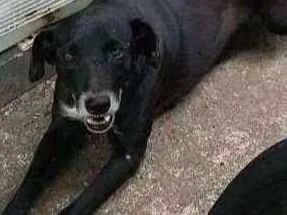 Cachorro raça S. R. D idade 2 anos nome Luna