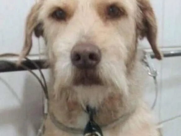 Cachorro ra a Sem raça definida idade 1 ano nome Tonny