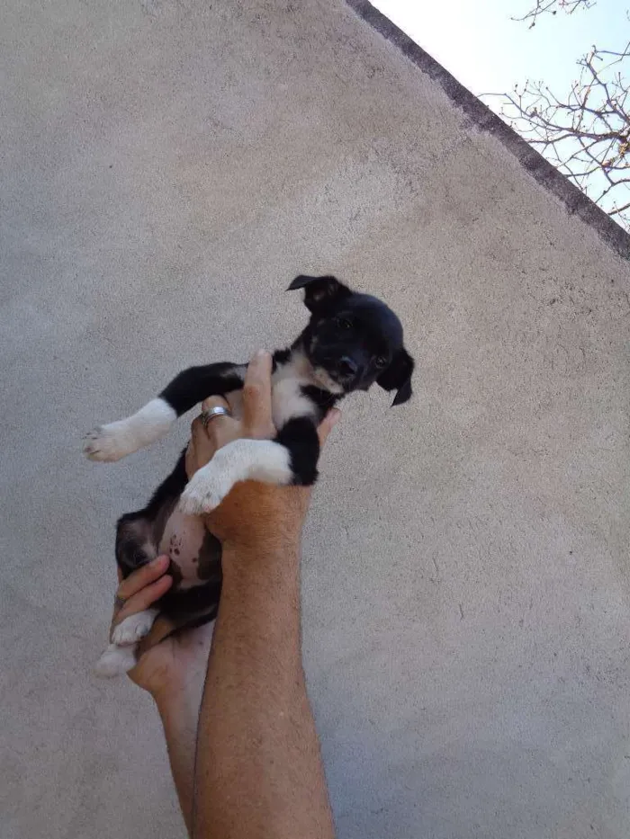 Cachorro ra a lhaza c/ Dachshund idade 2 a 6 meses nome sem nome