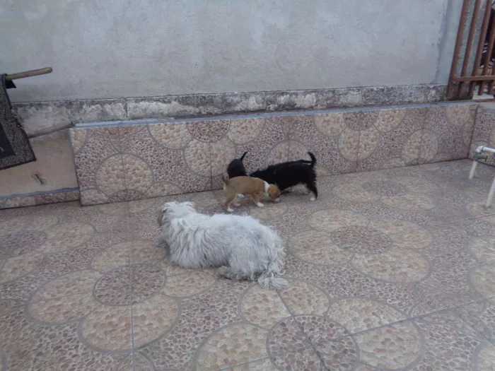 Cachorro ra a lhaza c/ Dachshund idade 2 a 6 meses nome sem nome