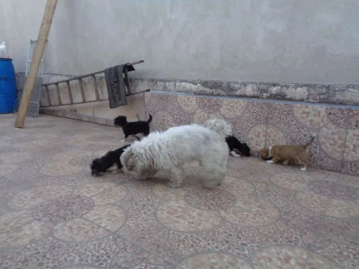 Cachorro ra a lhaza c/ Dachshund idade 2 a 6 meses nome sem nome