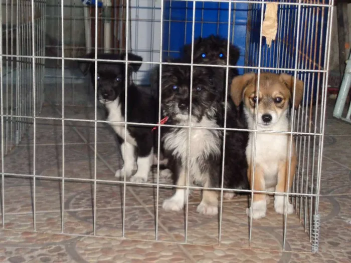 Cachorro ra a lhaza c/ Dachshund idade 2 a 6 meses nome sem nome