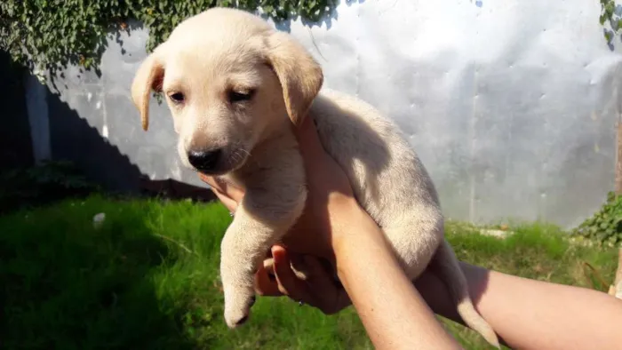 Cachorro ra a sem raça definida idade 2 a 6 meses nome Leco