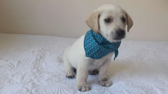 Cachorro ra a sem raça definida idade 2 a 6 meses nome Leco