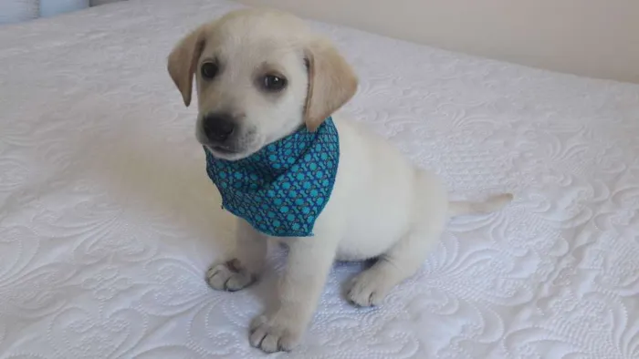 Cachorro ra a sem raça definida idade 2 a 6 meses nome Leco