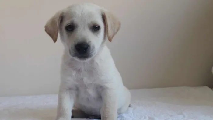 Cachorro ra a sem raça definida idade 2 a 6 meses nome Leco