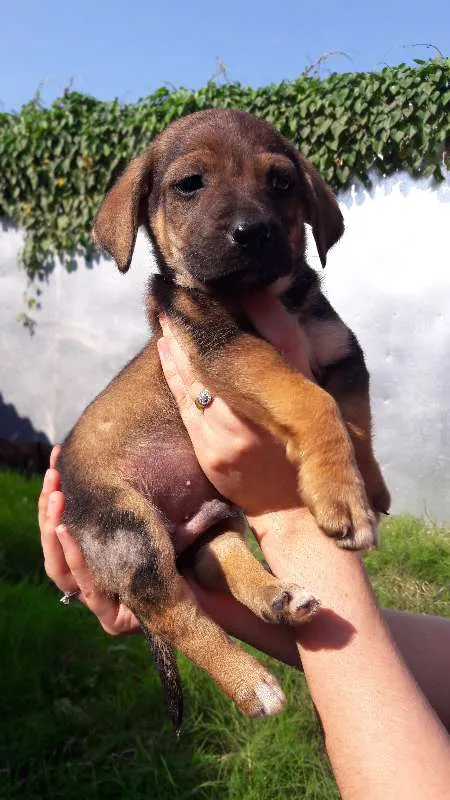 Cachorro ra a sem raça definida idade 2 a 6 meses nome Toco