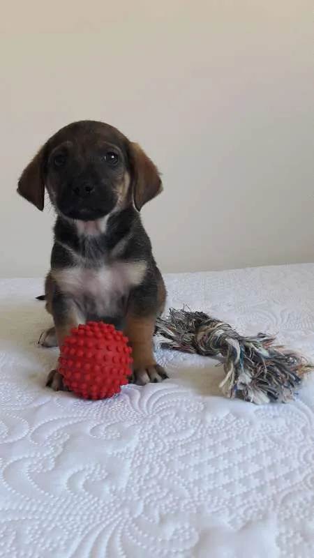 Cachorro ra a sem raça definida idade 2 a 6 meses nome Toco
