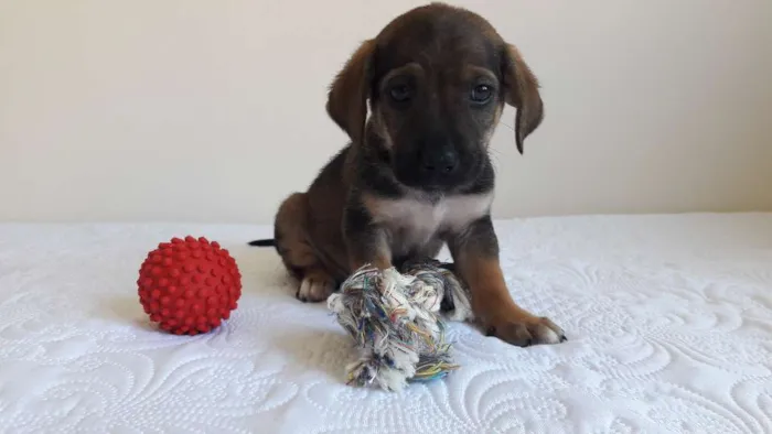 Cachorro ra a sem raça definida idade 2 a 6 meses nome Toco