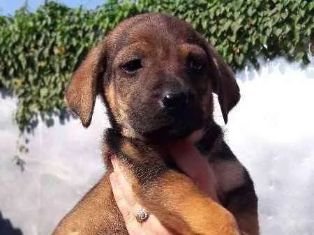 Cachorro ra a sem raça definida idade 2 a 6 meses nome Toco